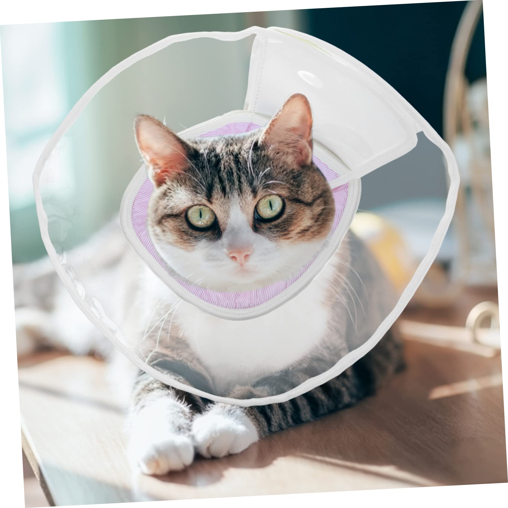 Amazon.co.jp: 複合コーンカラー 子猫コーン 猫用首輪 猫コーン首輪 猫